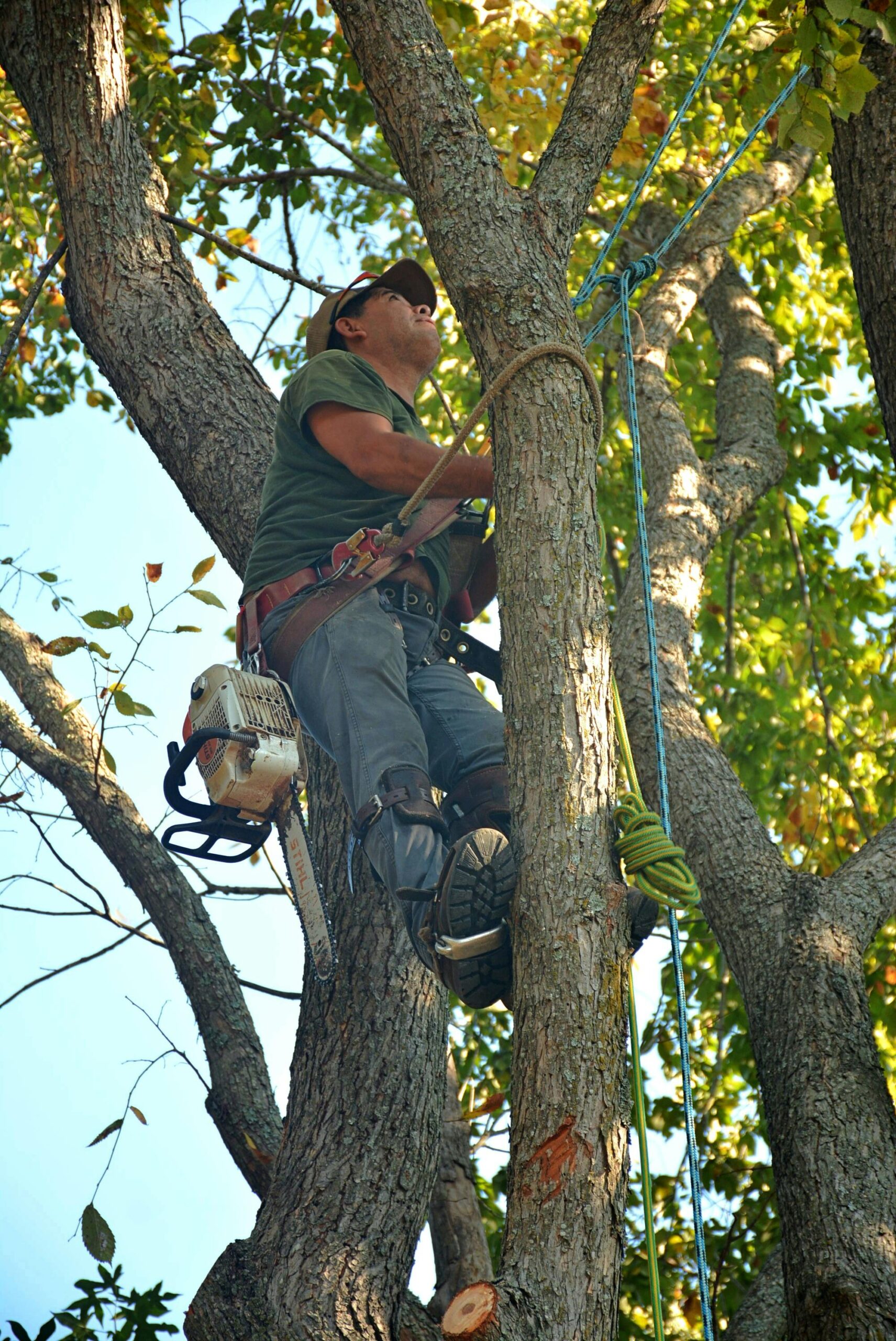 pexels-photo-34674271-34674271 Skilled arborist in safety gear climbing a tree with a chainsaw for maintenance in Whitehouse, Texas.